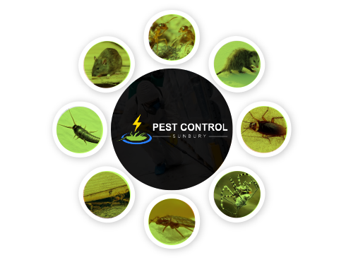 Pest Control Sunbury